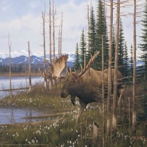 Cotton Grass Meadow Moose – 11″ x 14″ Art Print