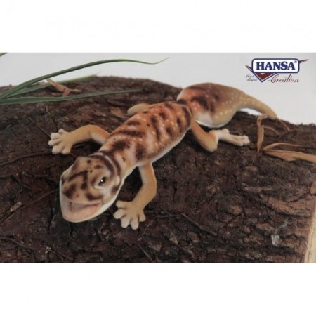 Hansa Pibora Knobtail Gecko