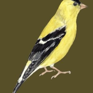 American Goldfinch Greeting Cards (Pack of 10)