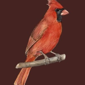 Northern Cardinal Greeting Cards (Pack of 10)