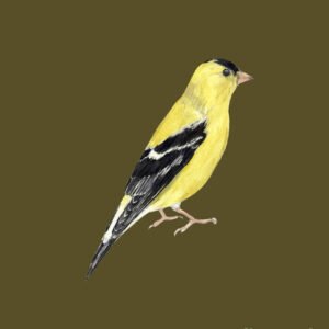 American Goldfinch Art Print (12.50″ x 16.00″)
