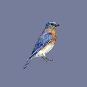 Eastern Bluebird Art Print (10.50″ x 14.00″)