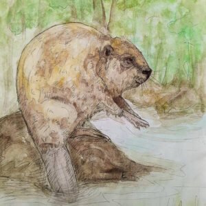 Beaver at Work Art Print (10.50″ x 14.00″)