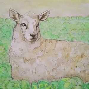 Sheep Laying Down Art Print (10.50″ x 14.00″)