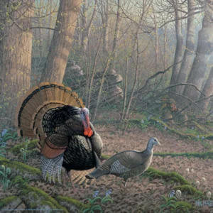 Tom Foolery - Turkeys – 11″ x 14″ Art Print