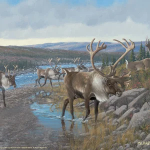 Velvet Crossing - Caribou – 11″ x 14″ Art Print