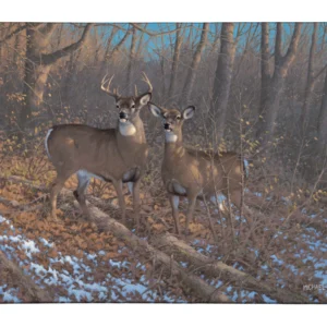 Morning Sun - Whitetail Deer - 13" x 18" Gallery Wrapped Canvas