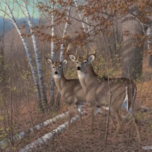Acute Pair Whitetail Deer - 11" x 14" Art Print
