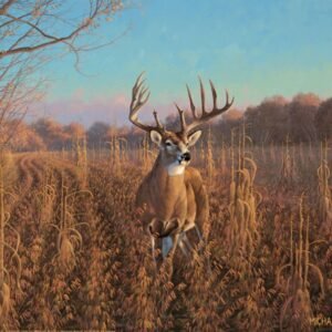 Beanfield Buck Whitetail Deer - 11″ x 14″ Art Print
