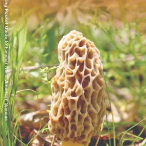 Mushrooms Pocket Guide