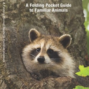 Arkansas Wildlife Pocket Guide