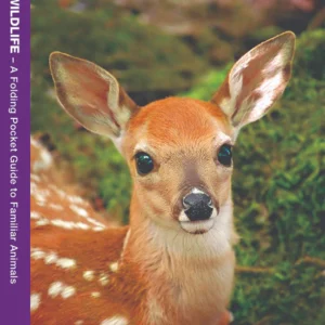 Massachusetts Wildlife Pocket Guide