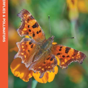 New Jersey Butterflies & Pollinators Pocket Guide