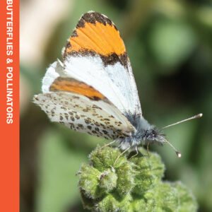 Rocky Mountain Butterflies & Pollinators Pocket Guide