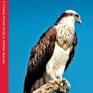 Tampa Bay Birds Pocket Guide