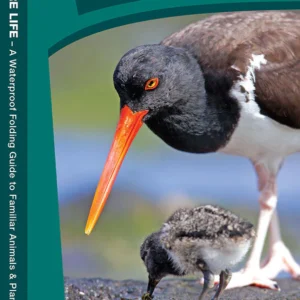 Eastern Seashore Life Pocket Guide
