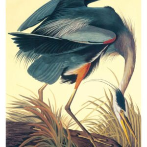 Audubon Great Blue Heron